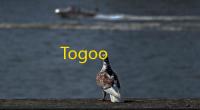 Togoo